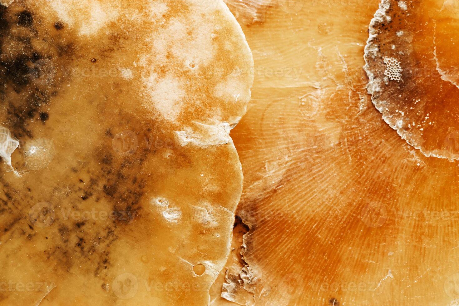 Aesthetic texture seashell, macro trend photo, beauty nature abstract background, monochrome surface of shell, clam close up, top view scene, oceanic beauty and organic details, natural patterns photo