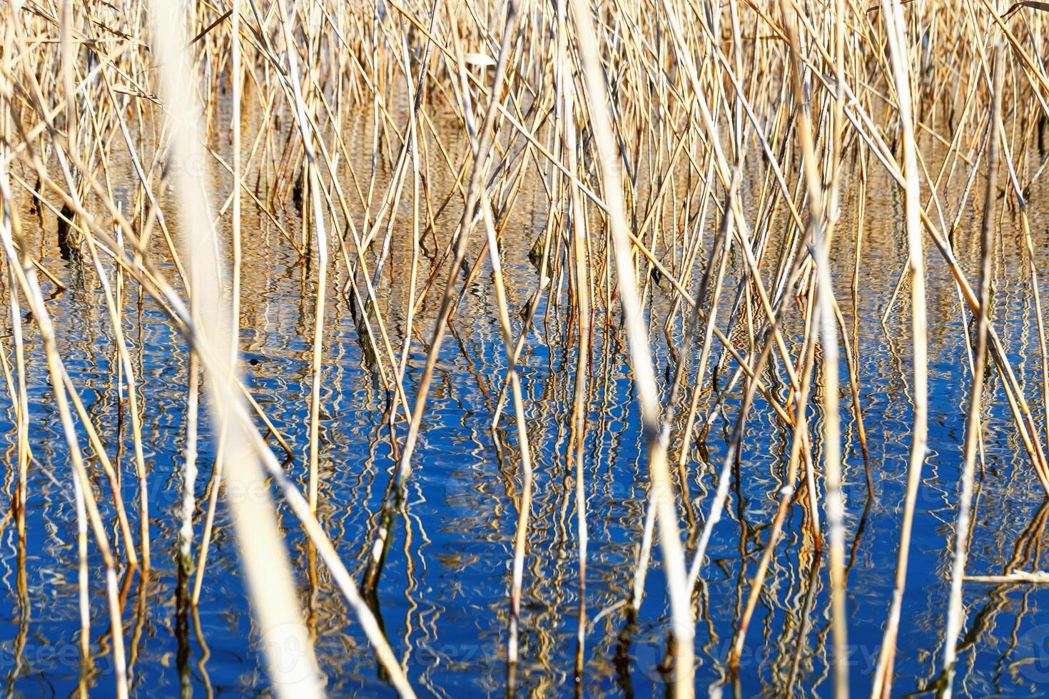 Dried grass reed and their water ripples, nature landscape yellow blue color. Growing wild plants in lake or wetlands, abstract natural texture pattern from reflections on water in form curved lines photo