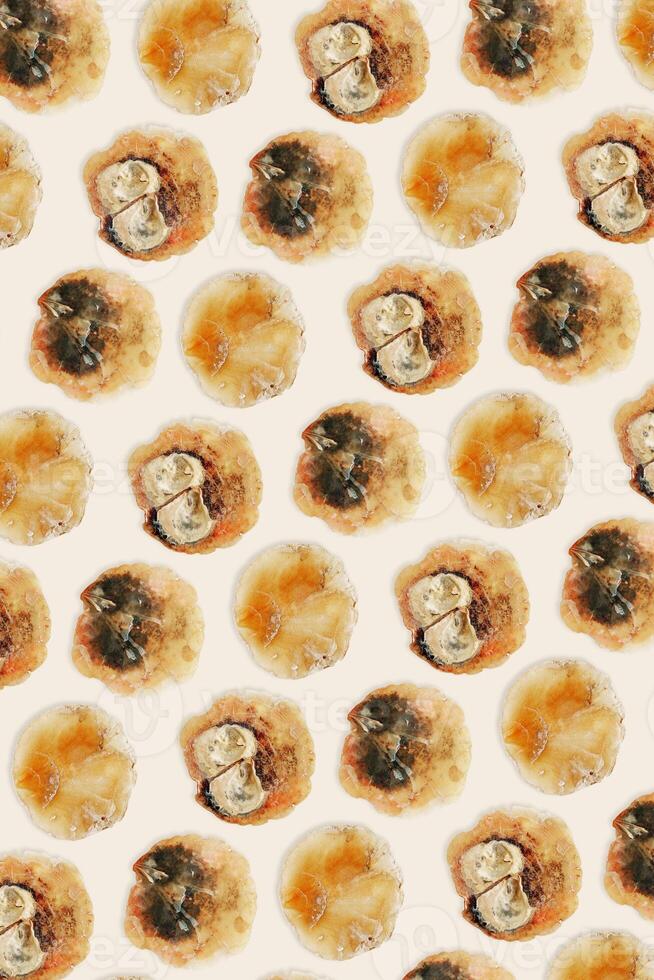 Minimal pattern of Anomia seashell, translucent bivalve, oceanic aesthetic top view beige background, marine life nature design, Summer vibes tranquil nature, beige yellow tones, nautical photo