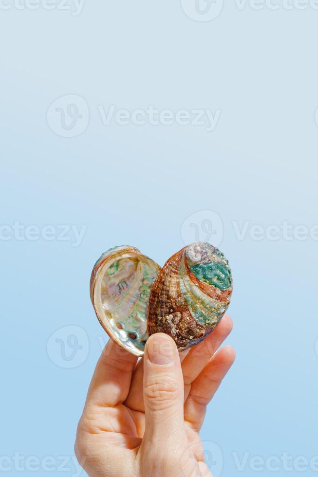 Minimal aesthetic scene, heart from iridescent seashells in hand on white blue background, natural beauty marine life, connection with nature, harmony, meditation. Shell as symbol of love photo