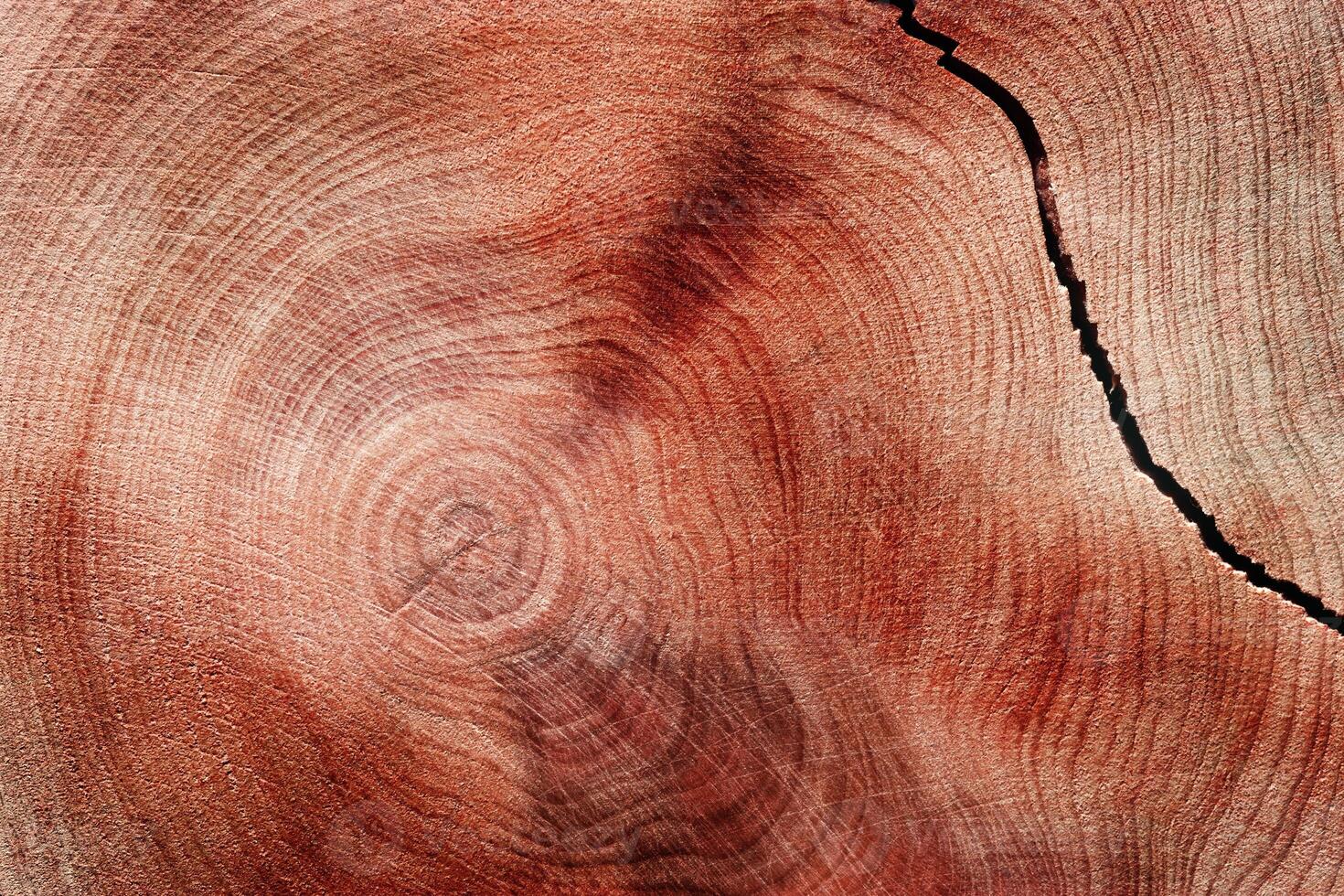 Cracked Slice of wood timber with juniper tree rings as natural geometric pattern, abstract nature background. Natural wooden organic textures and shapes, monochrome brown red gradient vivid color photo