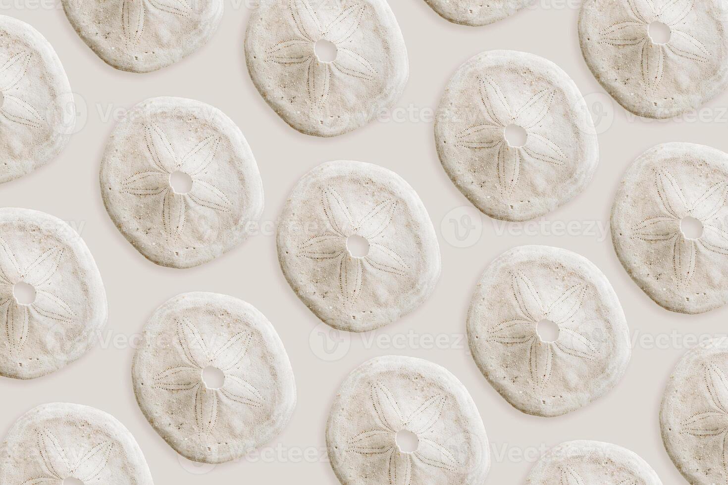 Minimal style nautical pattern with Skeleton of sea urchin or Sand Dollar, creative Summer still life beige monochrome background with natural seashell, marine life nature design, repeat graphic photo