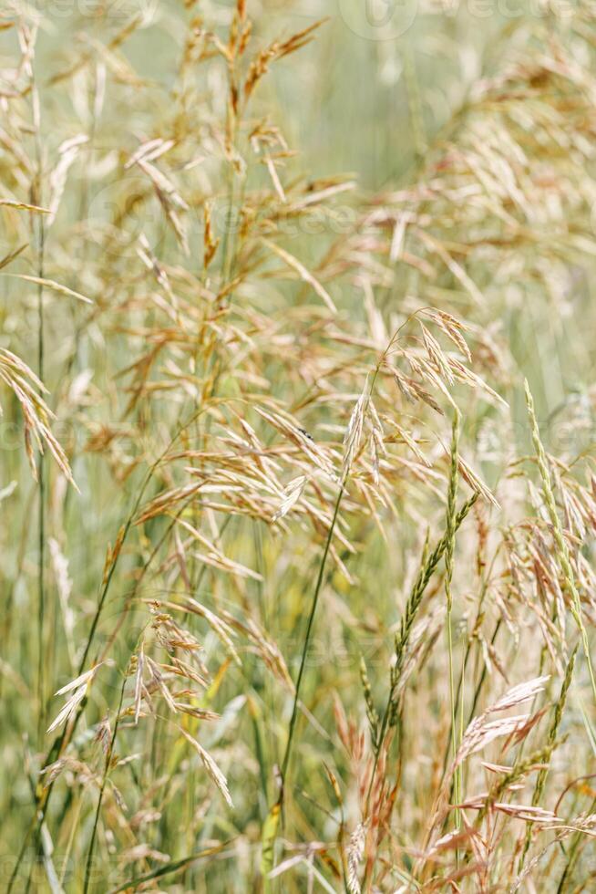 Wild grasses swaying at sunlight, green beige meadow or field, texture of summer grass. Soft natural bokeh in background, minimal aesthetic nature landscape. Beauty of nature, earthy color ed photo