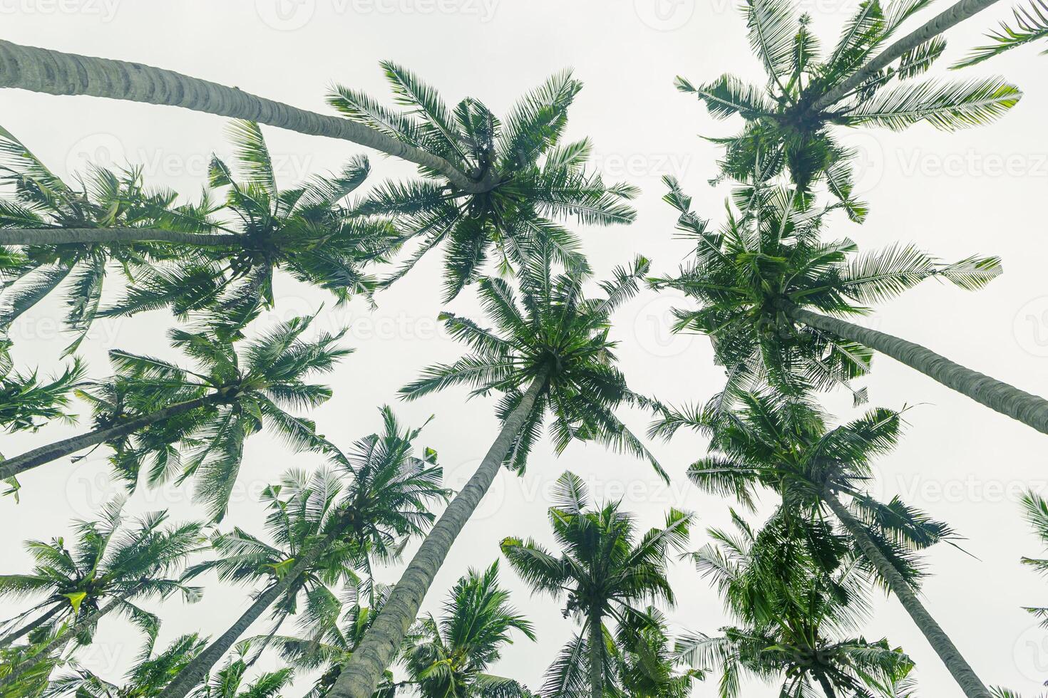 Lush Green leaves of Palm trees view from below under light white clouds sky, travel and relax concept, abstract nature background, Coconut trees at tropical coast, summer mood, wide angle view photo