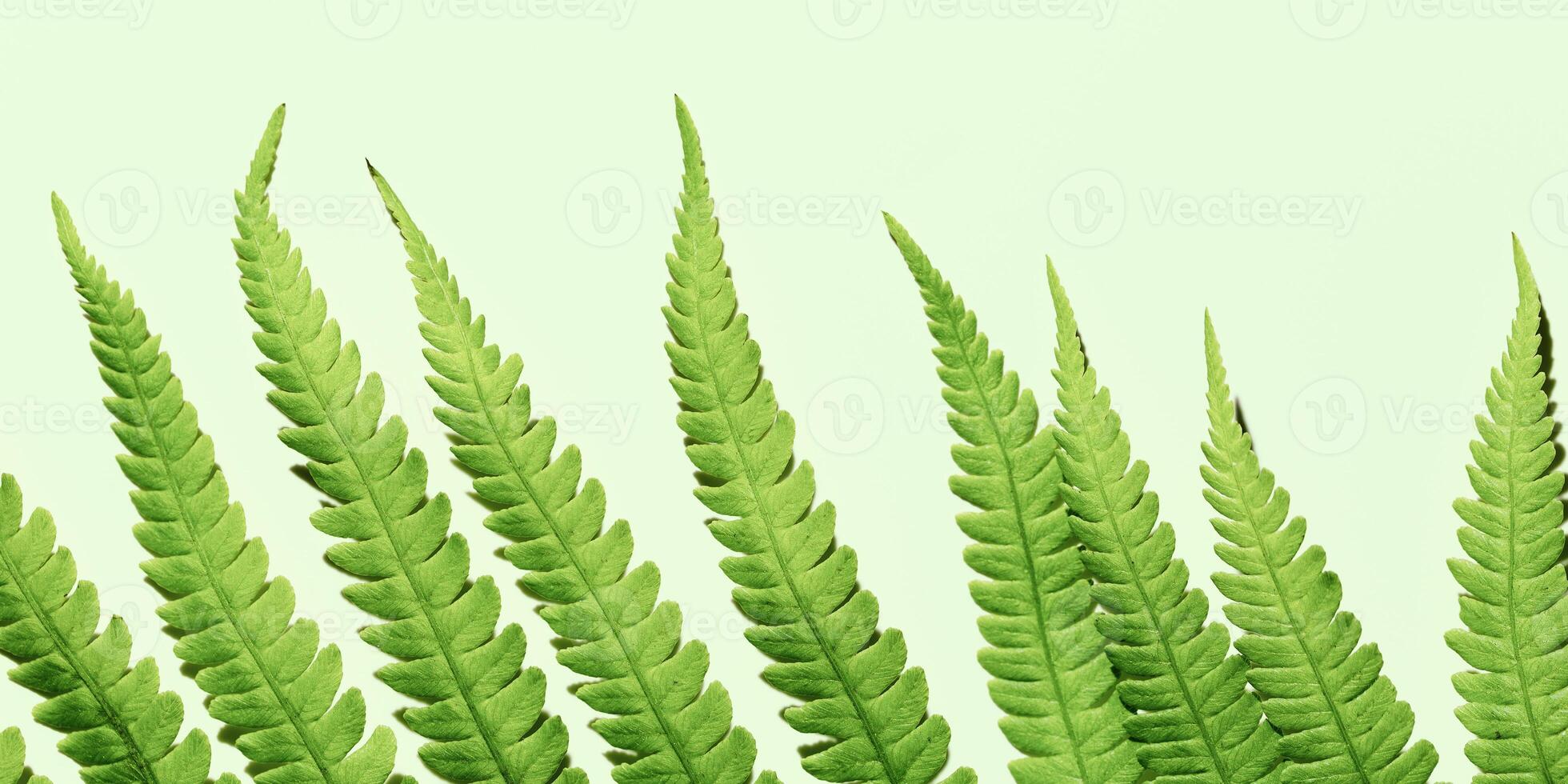 Close-Up of green Fern Leaves, autumn textured background, natural beauty pattern, minimal nature botanical wide banner, macro trend scenic green leaf at sunlight and shadow, copyspace, top view photo