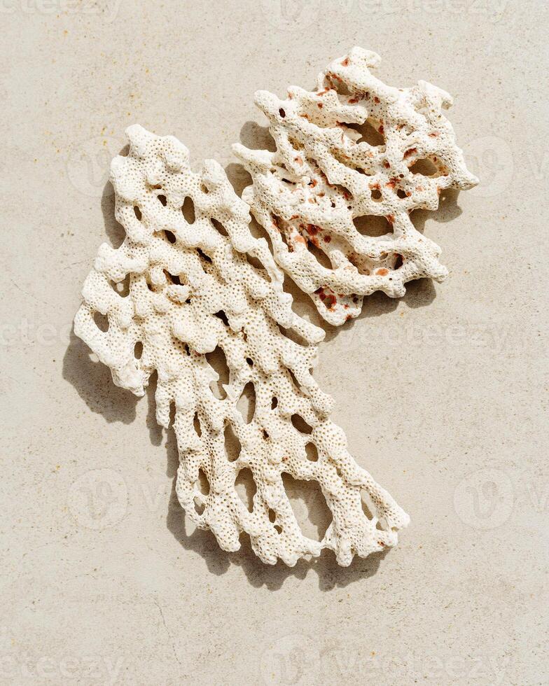 Piece of coral as minimal top view background. Stylish layout of found coral on ocean shore. Summer relahation concept, beach vibes. Above nature backdrop with copy space, neutral white beige photo