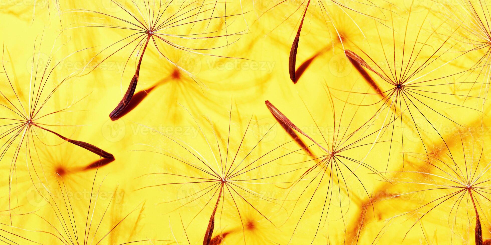 Nature abstract from seeds of blowball flower, natural organic texture as natural background. Macro texture banner, yellow red bright color aesthetic photo with seeds umbrella shape, botanical design