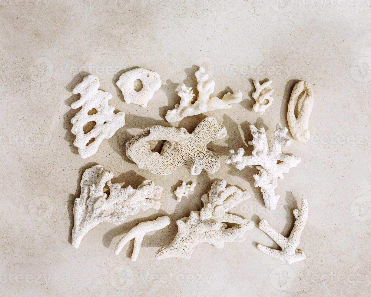 Various pieces of coral on light neutral colored beige gray background. Assorted natural corals at sunlight, summer nature still life, minimal style trend creative pattern, top view, flat lay photo