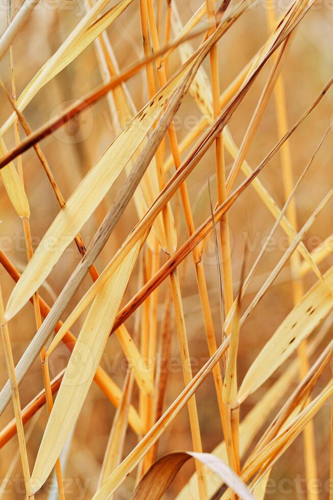 Natural autumn pattern from dry reeds grass, plants grow on lake against blur bokeh sunlight. Beautiful geometric texture backgrounds, aesthetic nature scenery, vivid golden beige color gradient photo