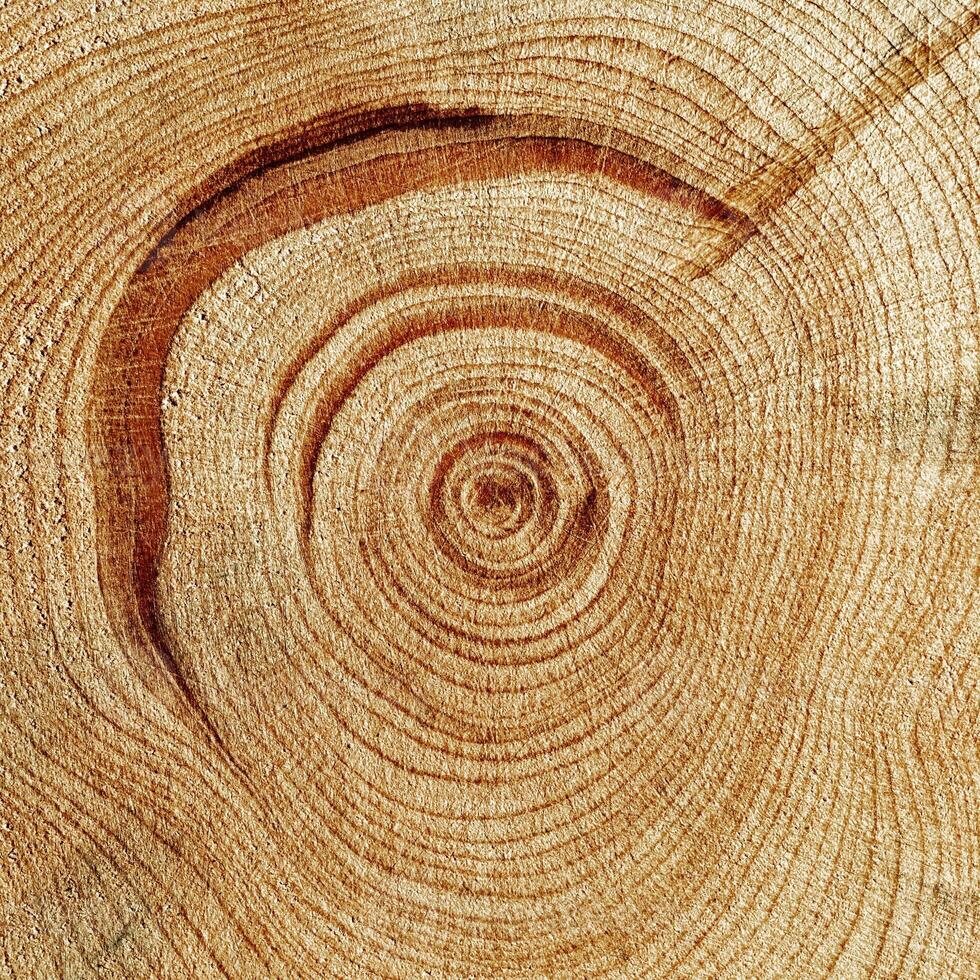 Slice of wood timber with juniper tree rings as natural geometric pattern, abstract nature background. Natural wooden organic textures and shapes, monochrome brown beige gradient color, earthy color photo