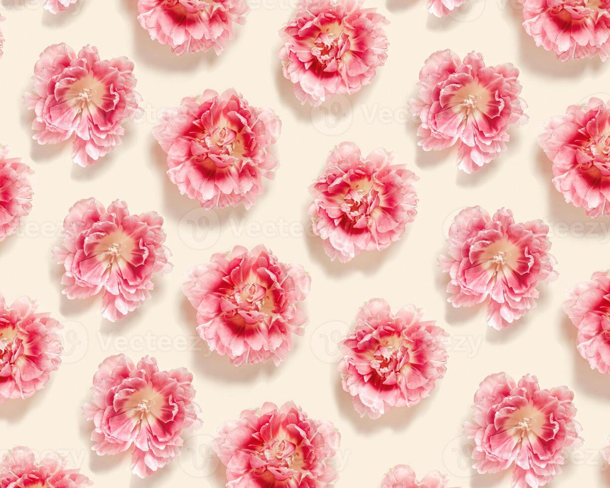 Peony tulips flower spring holiday flowery aesthetic repeat pattern, minimal botanical flat lay, floral top view photo with gradient pink red blooming flower on beige colored nature design