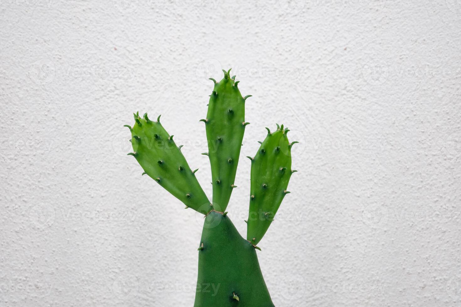 Green cactus on white wall background. Evergreen natural tropical plant closeup, minimal style, creative summer background with copyspace. Front view cute cacti nature design, succulent plant photo