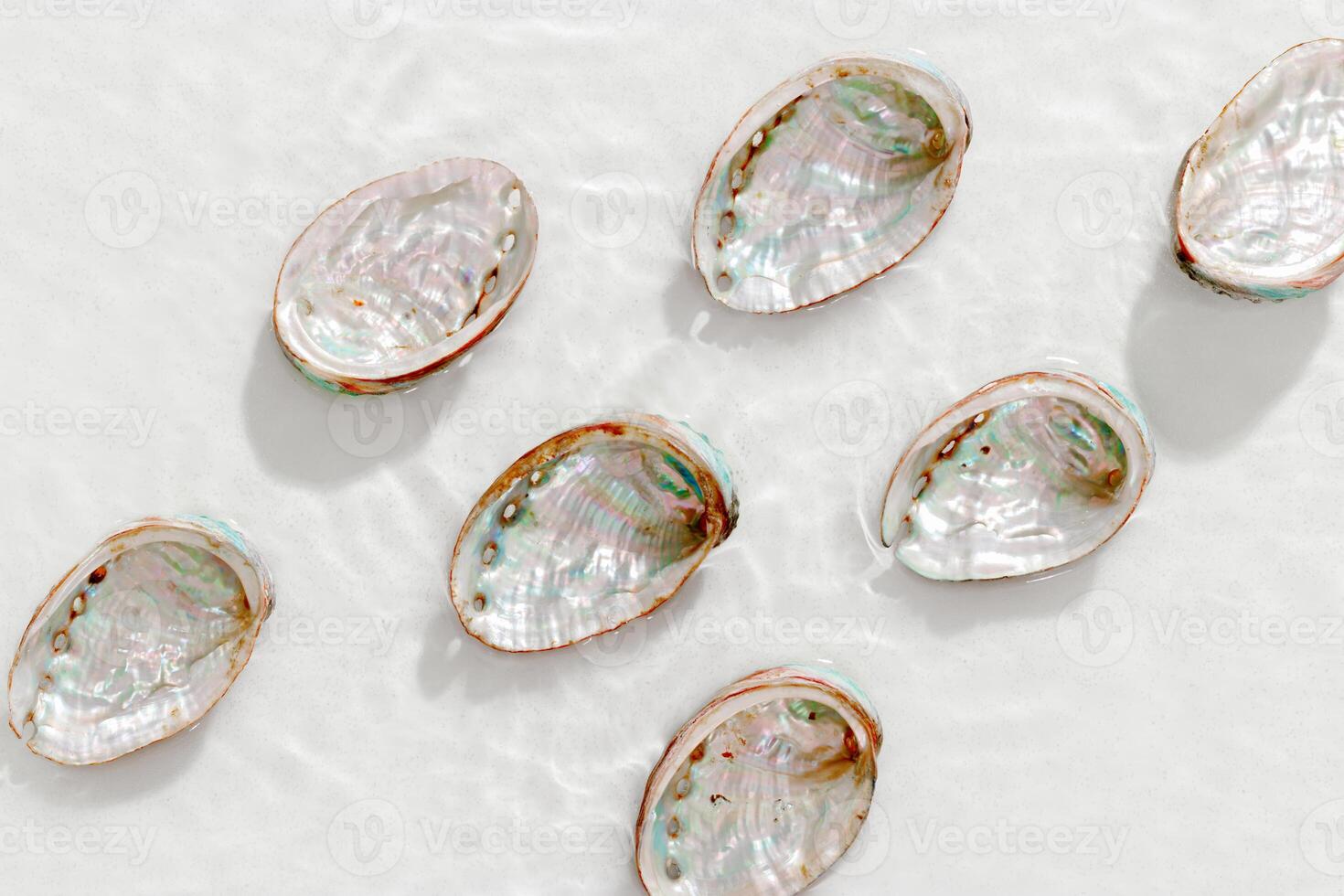 Set of abalone seashells floating on clear white water with sun glare and waves. Shells of natural iridescent and rough textures. Minimal style top view pattern sea ocean life background, copy space photo