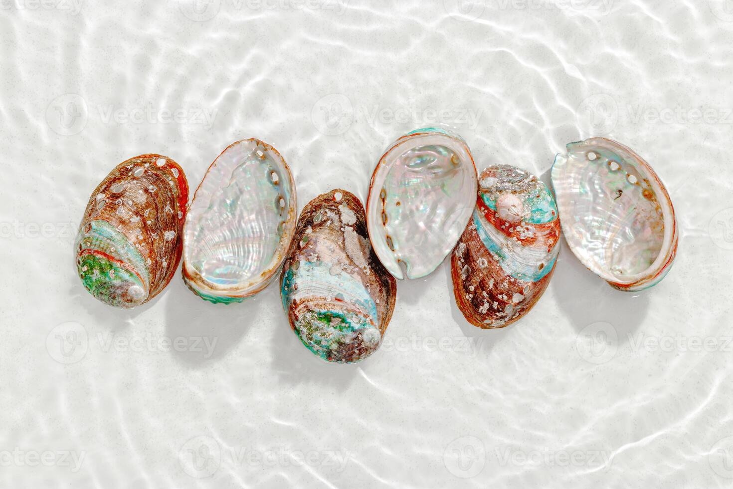 Colorful shells floating on waves transparent sea water with sun flare. Natural textured Seashells of natural bright and shimmering at sunlight, Minimal aesthetic still life photo, summer vibes photo