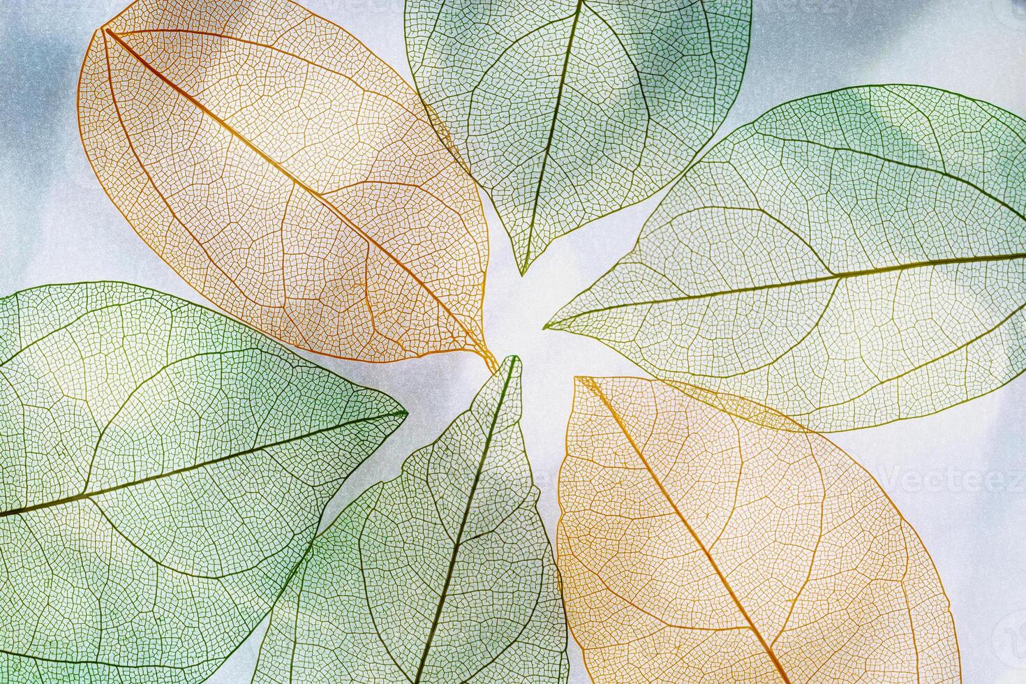 Green orange autumn skeletonized leaf on blurred gray background with sunlight and shadow. Beauty nature concept. Aesthetic composition of autumn leaves, closeup creative photo, fall sunny day photo