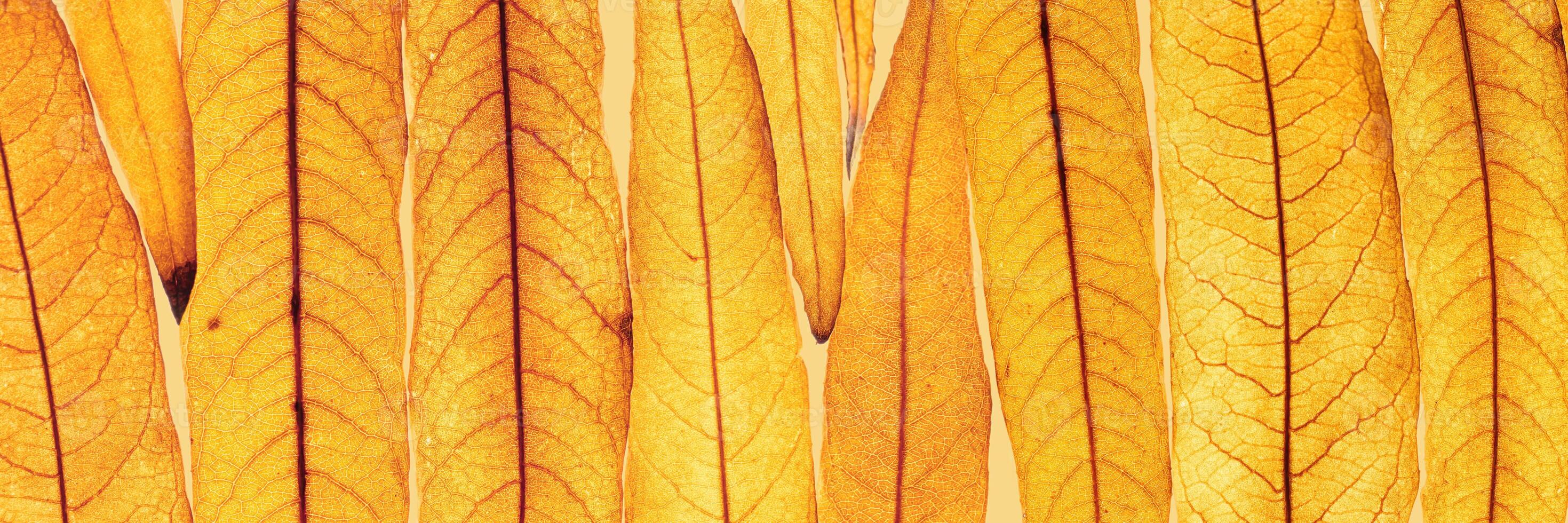 Long thin yellow orange autumn willow leaves lie in row as natural textured background, natural texture pattern or ornament from foliage, Fall season botanical wide banner, beauty of nature photo
