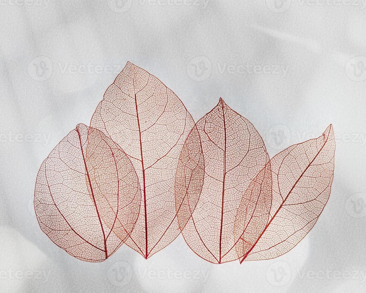 Beautiful red leaves, vein leaf textured foliage, organic design background with natural light casts shadows above gray color surface. Minimal Trend botanical landscape, nature aesthetic photo