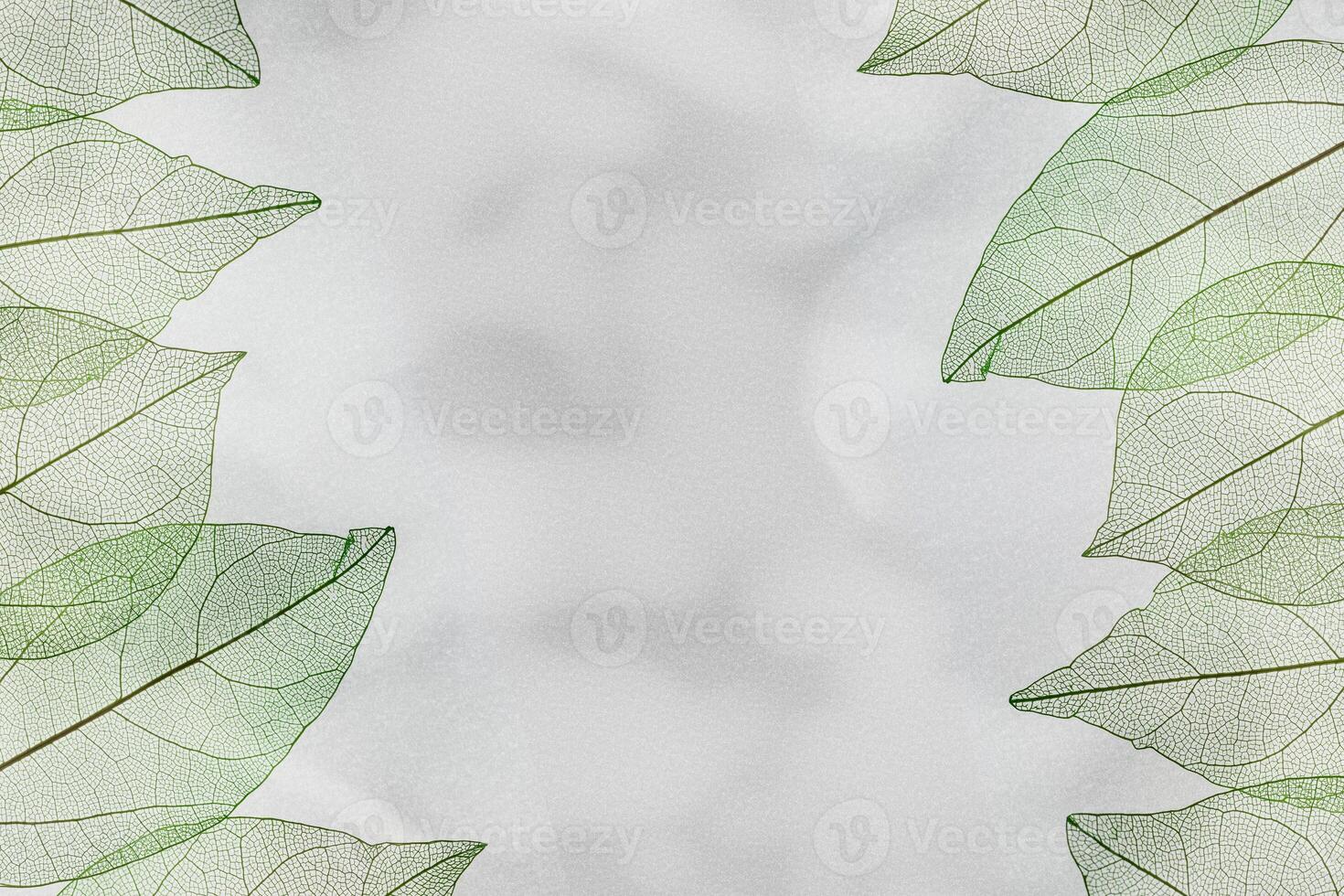 Beautiful green leaves, vein leaf textural foliage, organic design background with natural light casts shadows above gray color surface. Aesthetic nature macro trends, minimal seasonal photo