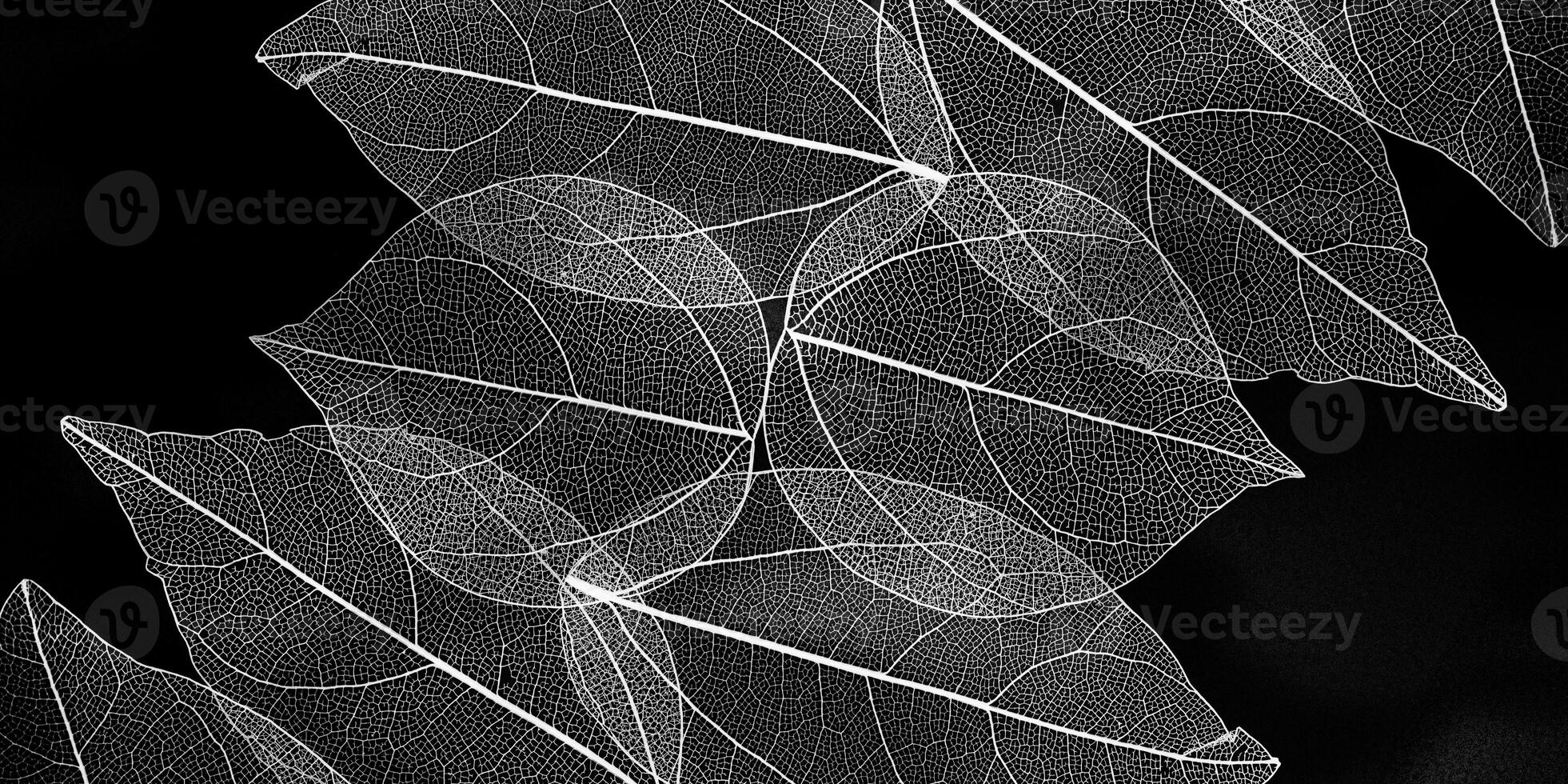Black and white texrure of tree leaves, vein leaf textured, organic design background. Aesthetic nature macro trends, minimal monochrome seasonal background. Natural pattern or ornament photo