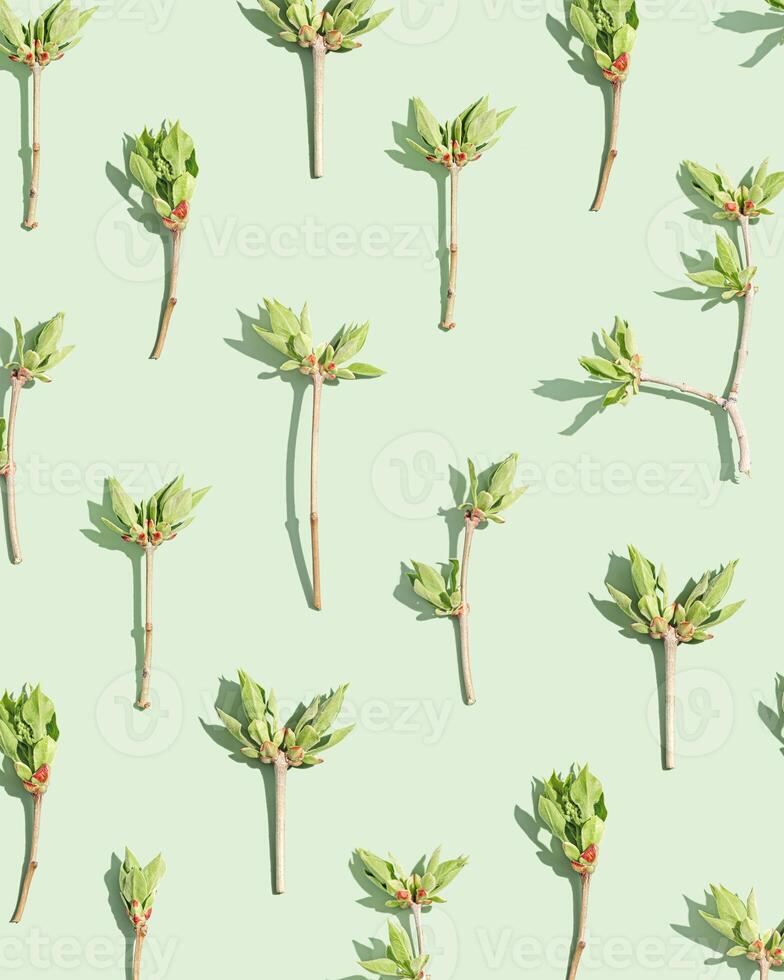 Top view green leaf at sunlight in minimal style on pastel green background. Natural tree branches with new spring leaves, monochrome photo, botanical nature design pattern, spring flat lay photo