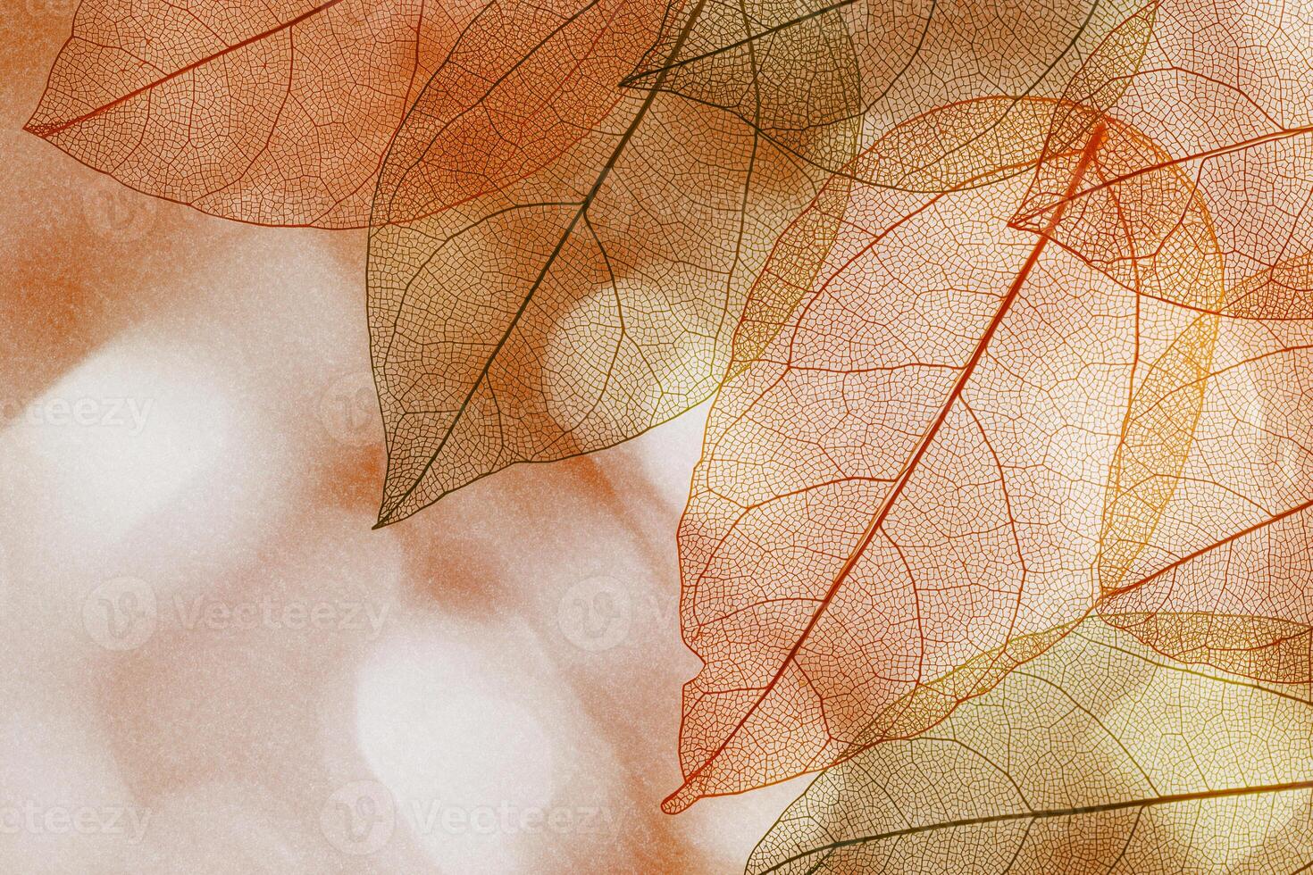 Beautiful red orange autumn leaves background, vein leaf textured foliage, organic design, natural light casts shadows. Fall season botanical landscape, macro trend nature aesthetic, copy space photo