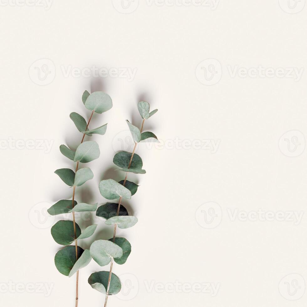 Green eucalyptus branches on beige background. Minimal aesthetic flat lay, spa wellness concept, top view green leaves of fresh plant eucalyptus, copy space, botanical nature fon photo