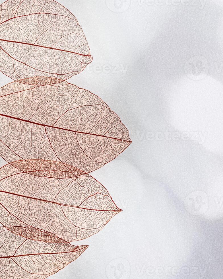 Red autumn skeletonized leaf on blurred gray background with sunlight and shadows. Beauty nature concept. Autumnal transparent leaves of trees closeup creative photo, fall season sunny day photo