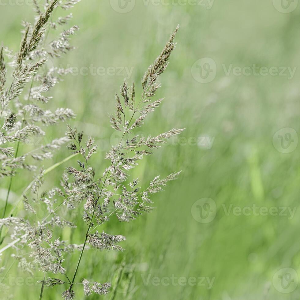 Close up view of green wild grasses growing in meadow at sunlight. Natural, warm, serene atmosphere. Natural beauty landscape, Minimal natural textured pattern of summer grass, blurred background photo
