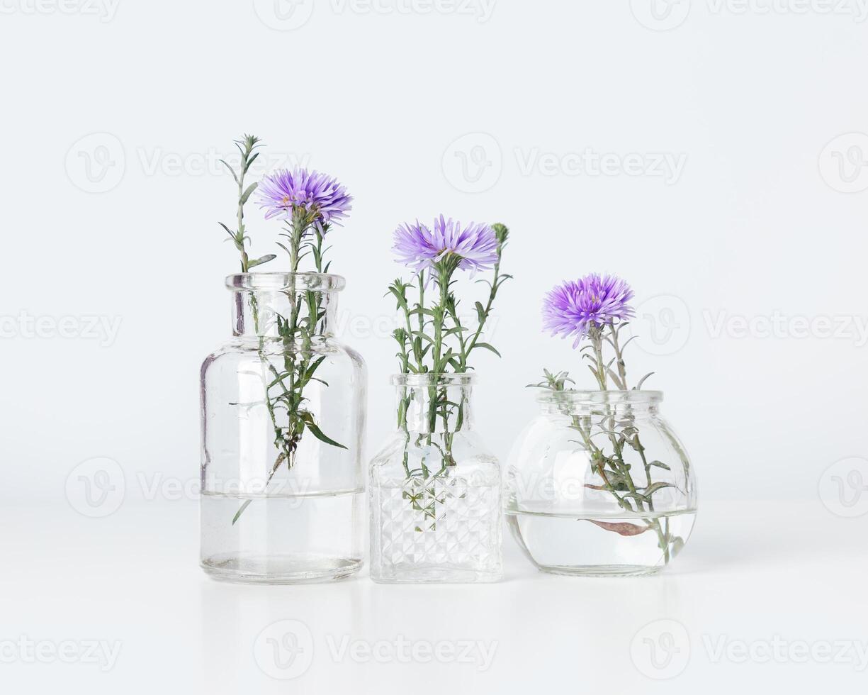 Minimalist bouquets in different glass vases, violet flower bushy aster in transparent bottle with white wall, minimal decor indoor setting. Autumn floral still life with light background photo