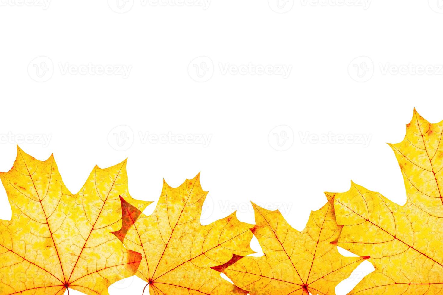 Frame from autumn maple red yellow leaves with natural texture isolated on white background. Natural fallen autumn leaf as decorative element, cutout object. Beautiful seasonal fall leaves photo