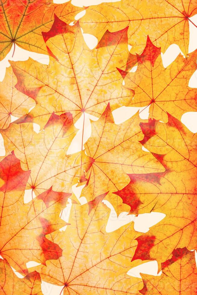 Autumn maple leaves as natural background. Minimal monochrome trend pattern with fallen autumn leaves, yellow colored foliage, autumnal herbarium. Nature flat lay with fall leaf with sunbeams photo