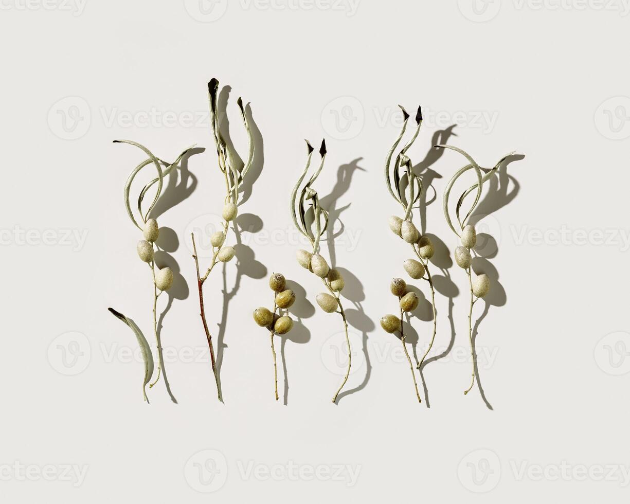 Dry leaves and berries of Elaeagnus angustifolia or wild olive tree. Nature still life concept, minimal natural flat lay with branches and foliage, gray pastel background, sunlight shadow. photo