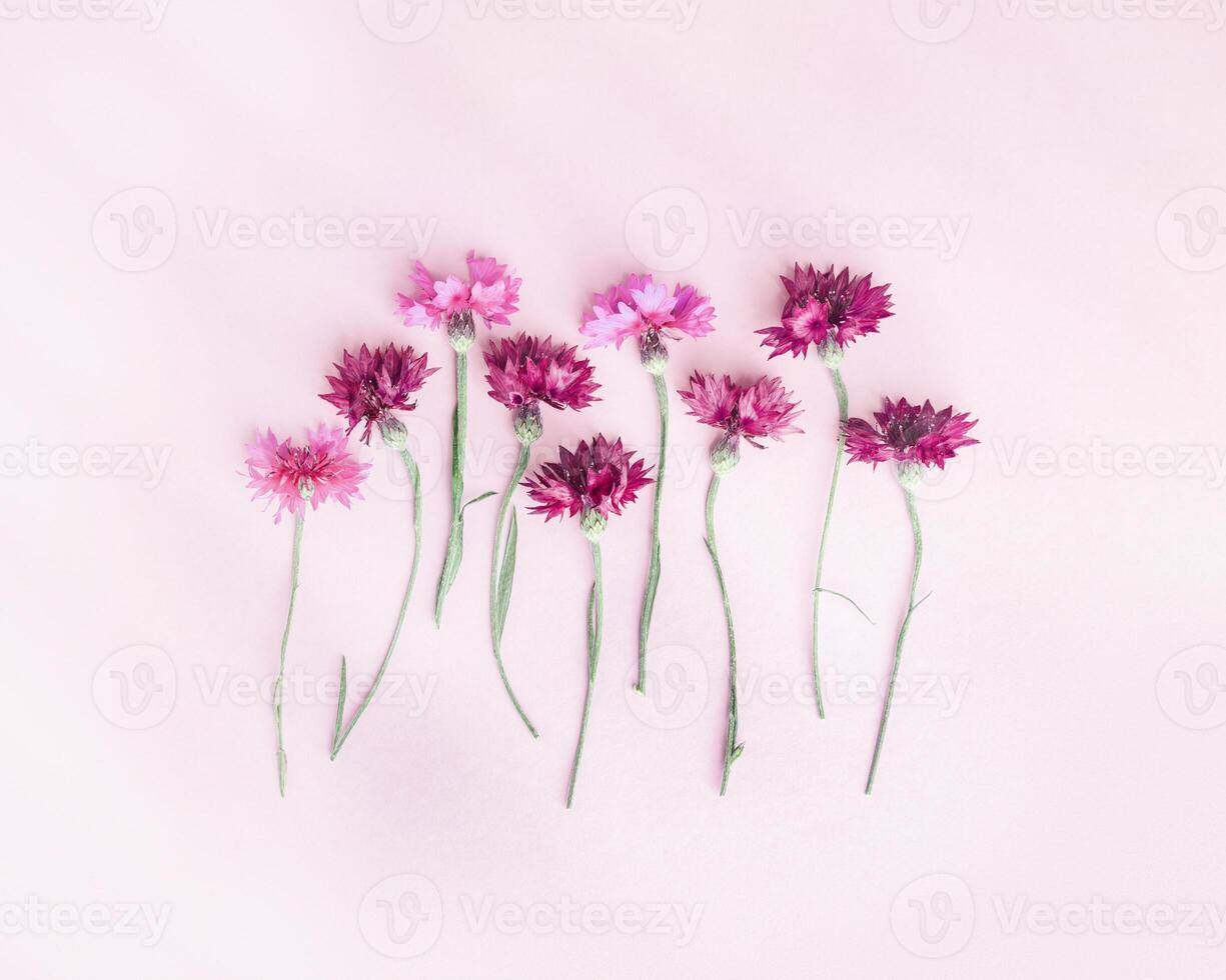 Minimal flat lay of summer pink flowers on pink background. Flower of cornflower. Summer flowery flat lay of cornflower blossom with beautiful light and shadow Aesthetic monochrome top view photo