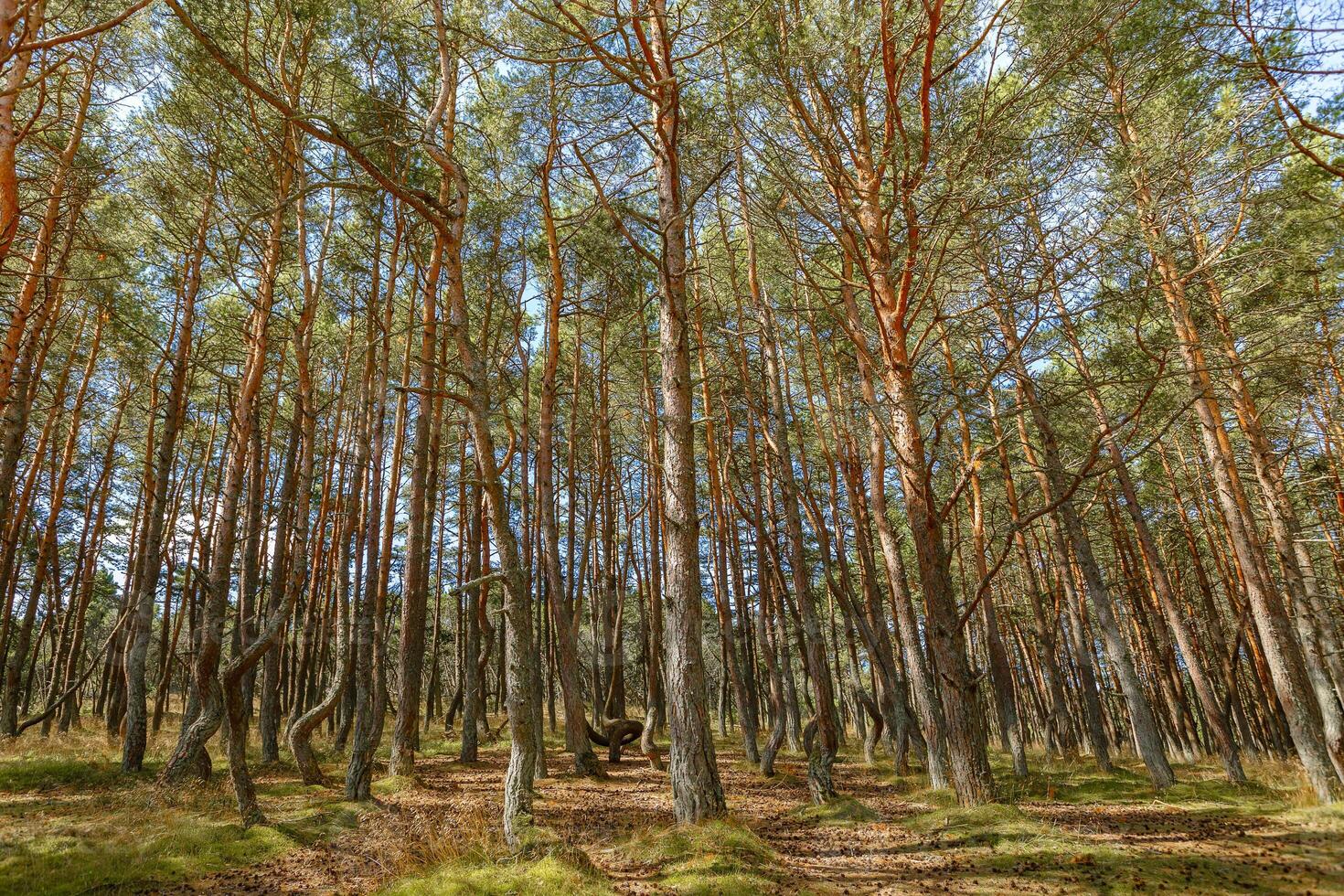 Dancing forest is sight of Curonian Spit national park in Kaliningrad region, Russia. Beautiful old conifer pine trees with twisted trunks covered moss. Forest landscape, beauty in nature photo