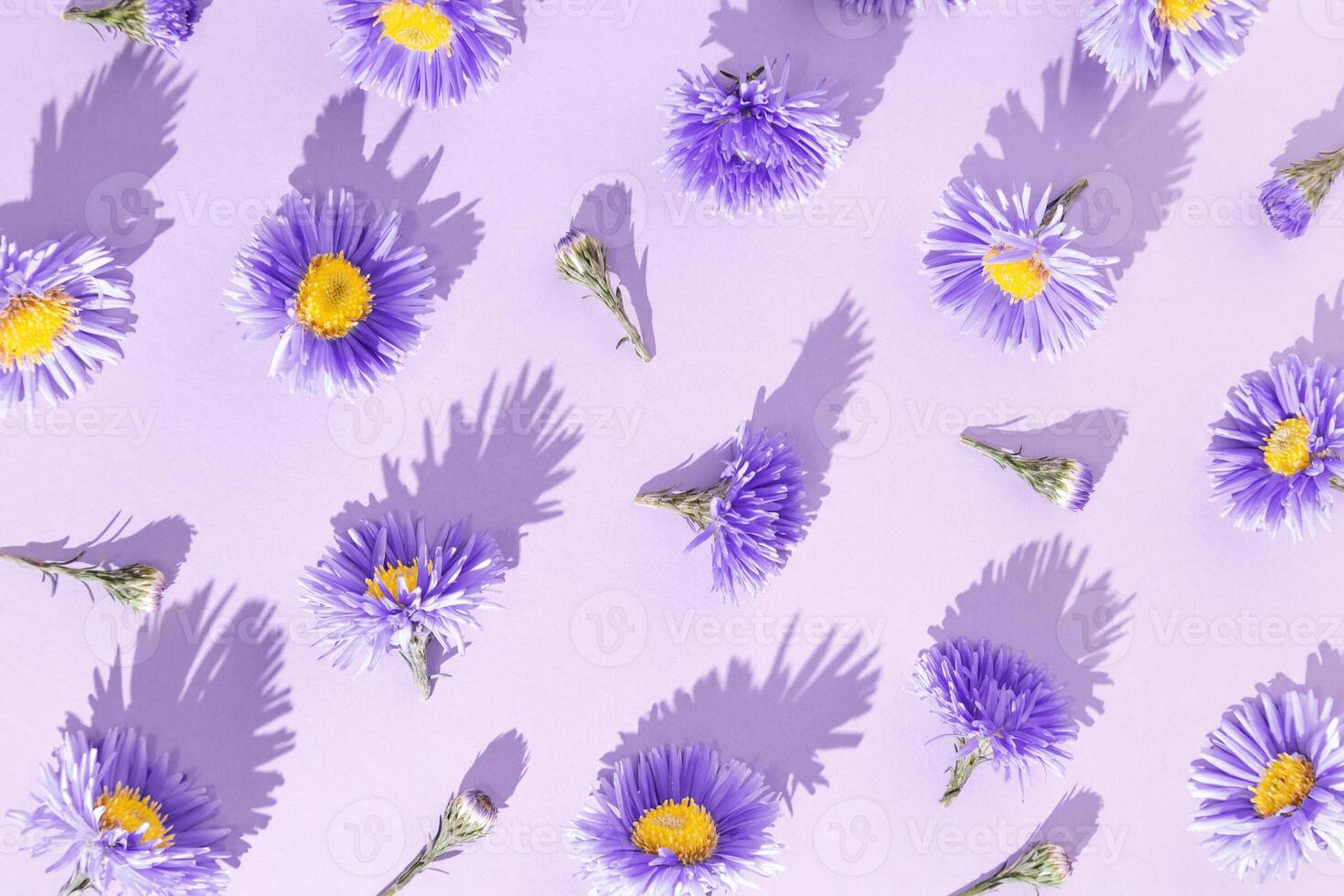 Minimal trend pattern of autumn violet blue flowers. Flower bushy aster, summer garden plants. Floral background of blossoms violet color with shadows at sunlight. Monochrome flowery pattern photo