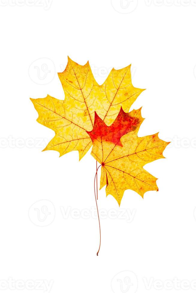 Autumn maple red yellow leaves with natural texture isolated on white background. Natural fallen autumn leaf as decorative element, cutout object. Beautiful seasonal fall leaves, minimal layout photo