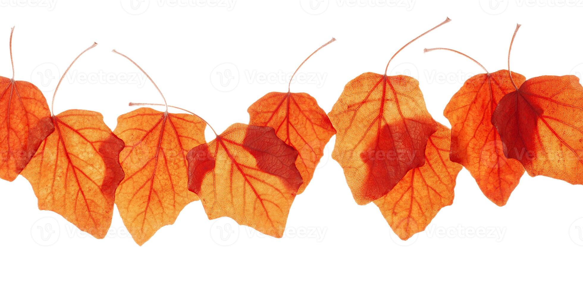 Autumn poplar leaves in row isolated on white background. Natural fallen autumn leaves as decorative elements, orange yellow colored foliage, autumnal herbarium. Frame of seasonal fall leaf photo