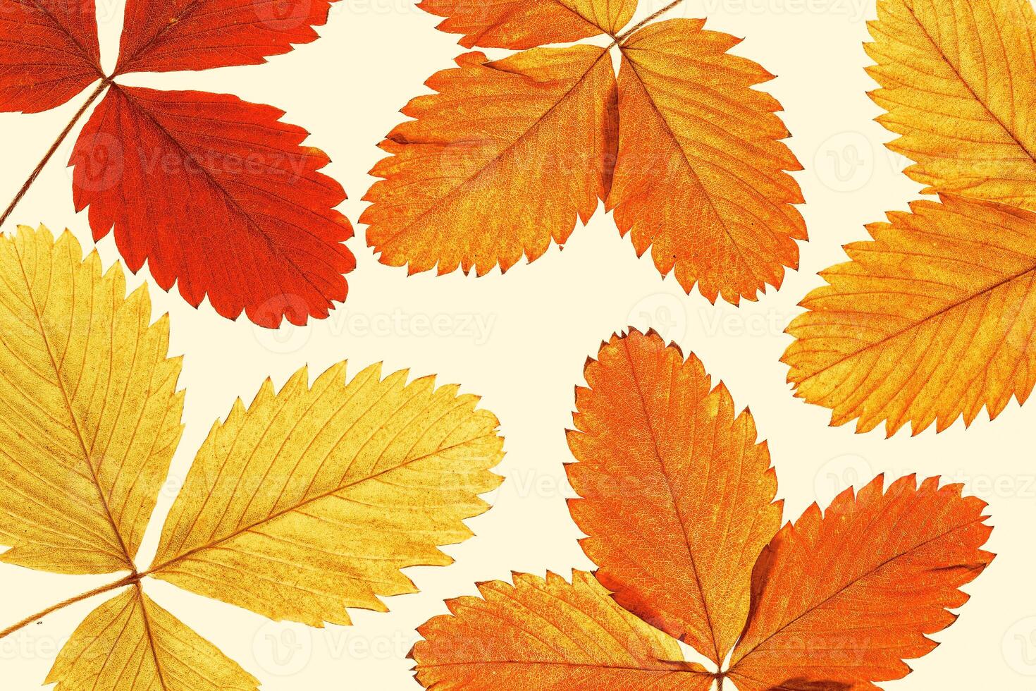 Close up autumn strawberry leaves with natural texture on beige as minimal botanical background. Natural fallen autumn leaf with veins, colorful autumnal foliage. Seasonal fall leaf photo