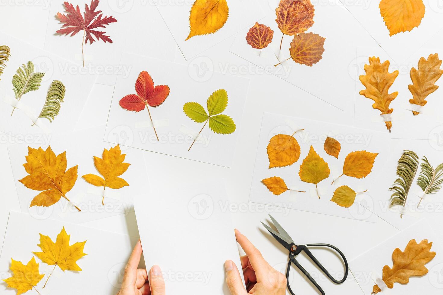 Autumn herbarium flat lay with human hands sticking leaves on paper cards on table. Top view background with pressed dried leaves from various trees, creative hobby, decor with natural materials photo