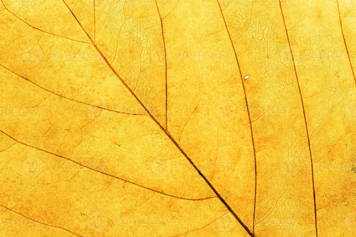Macro photo of autumn yellow elm leaf with natural texture as natural background. Fall aesthetic backdrop with yellow leaves texture close up with veins, autumnal foliage, beauty of nature.