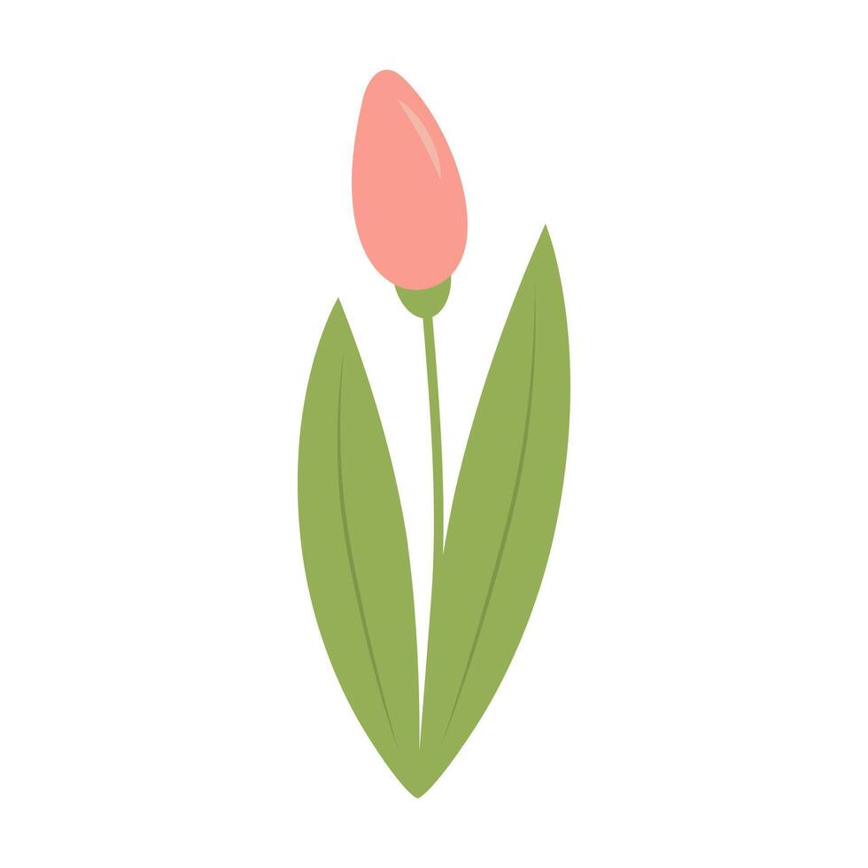 Cute tulip isolated on white background vector