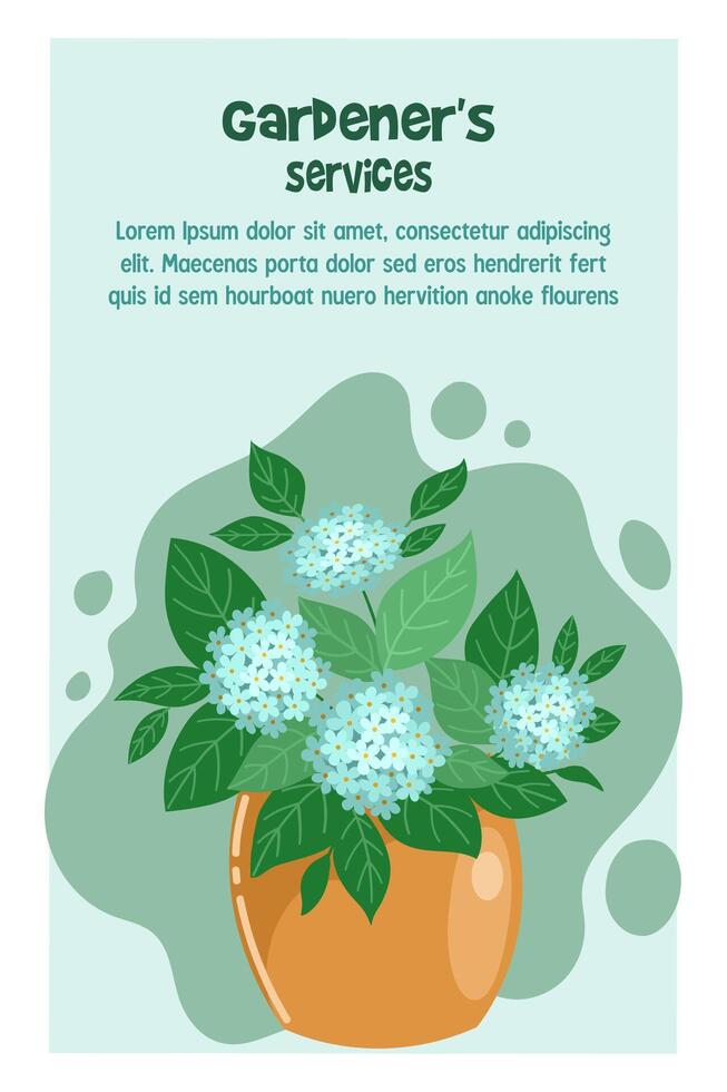 Advertising flyer, gardeners services. Pot of blue hydrangea vector
