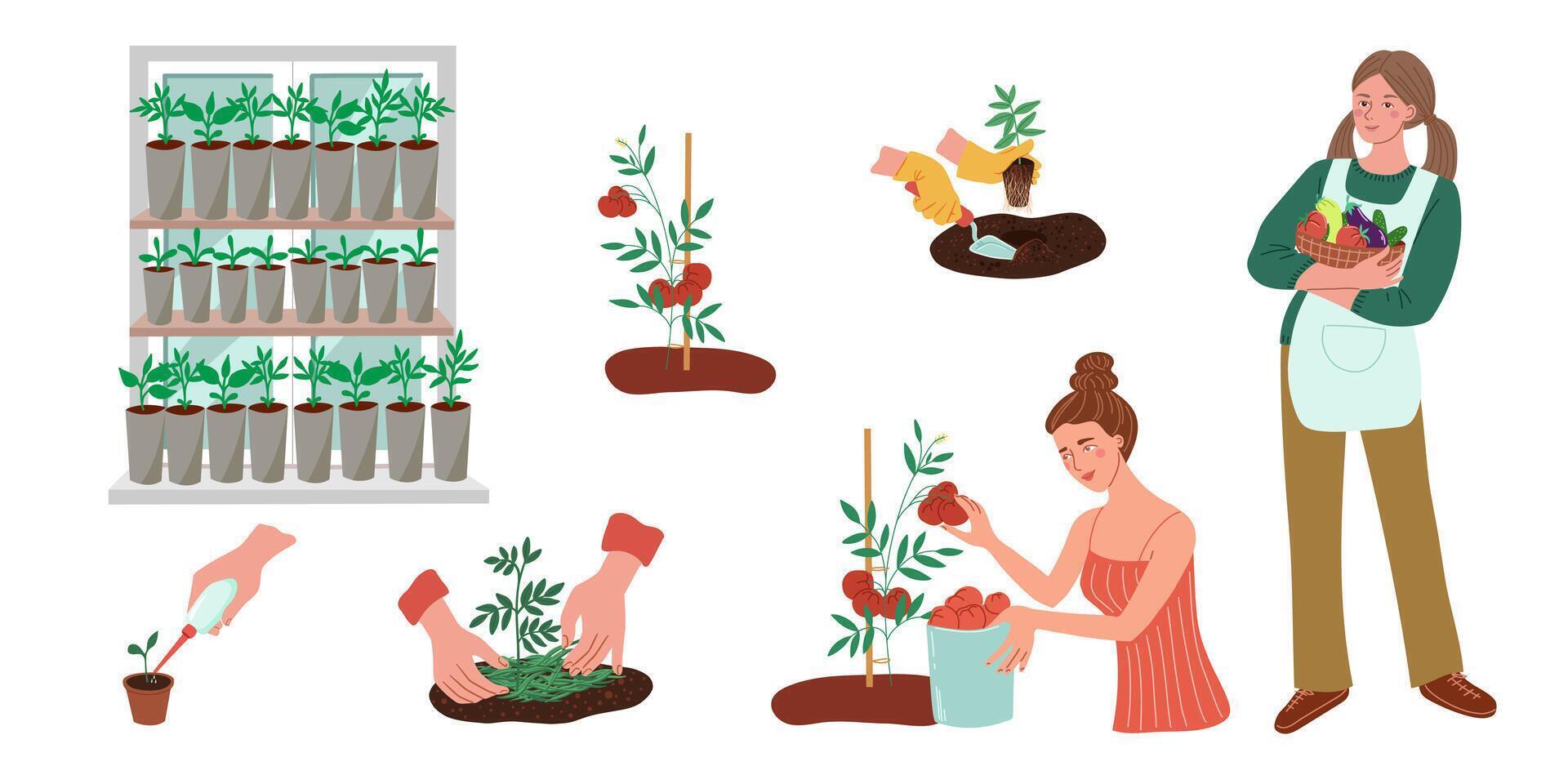 Set of illustrations about growing vegetables by stages vector
