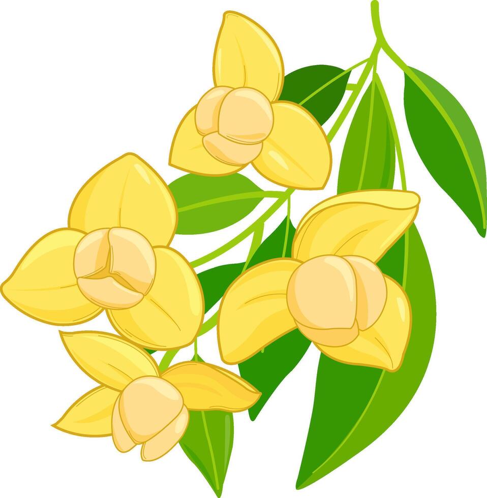 Rumduol flower. Cambodia National flower. Pretty yellow bloom, romduol flower in branch with leaves. vector