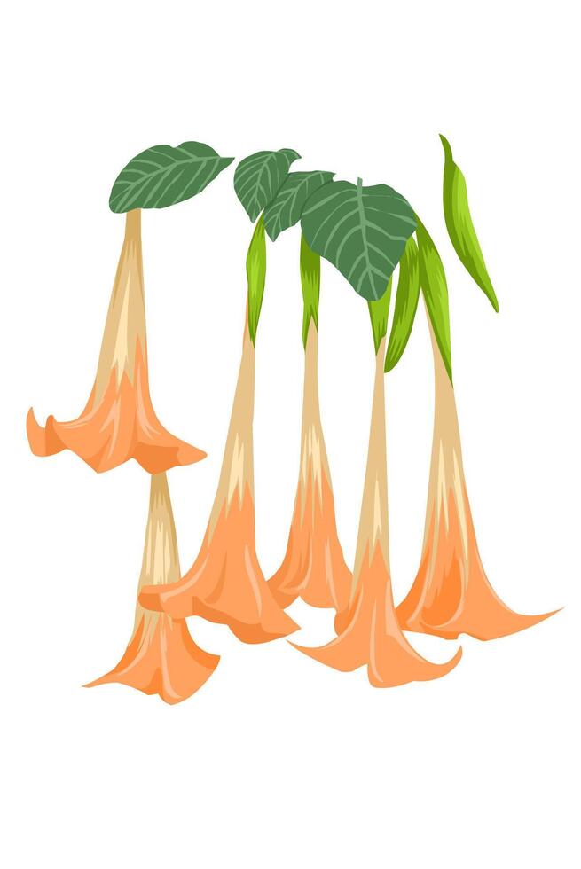 Beautiful orange datura metel flower and leaf on white background vector