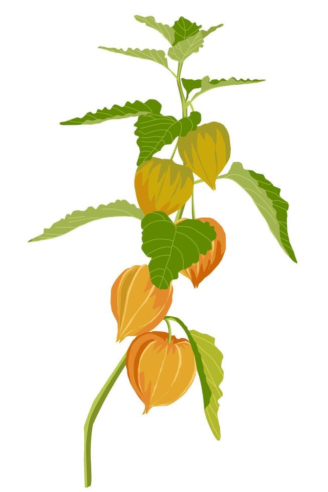 Yellow green morrel berry tree leafs issolated on white. Golden Berry plant vector