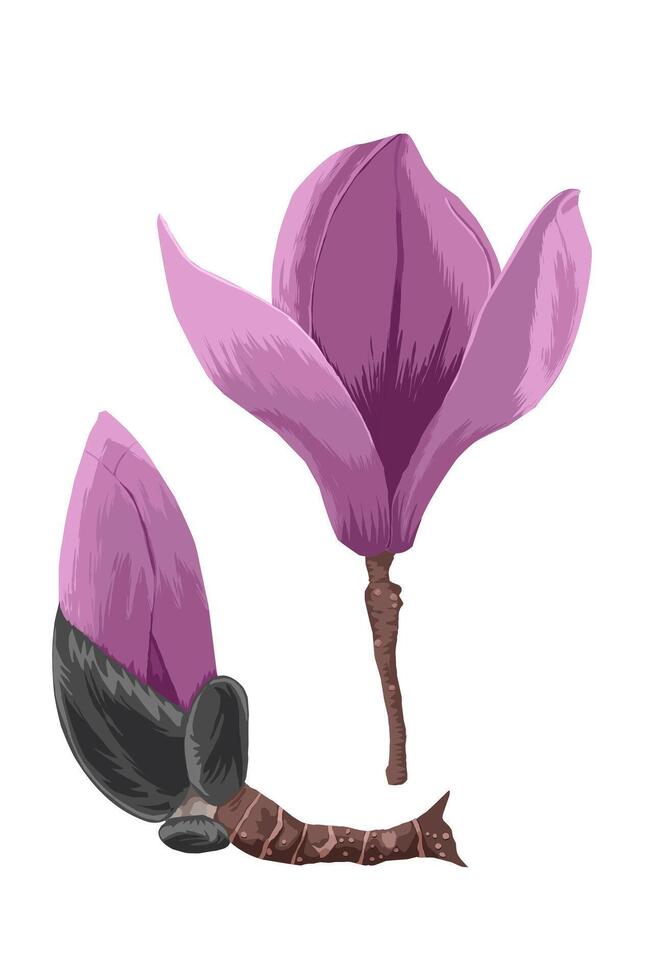 Beautiful Purple Magnolia Grandiflora flower and Bud issolated on white vector