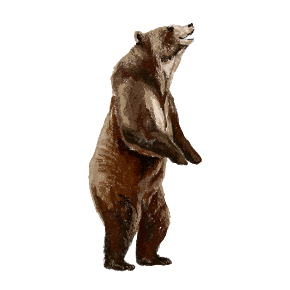 Brown bear relaxing smile png
