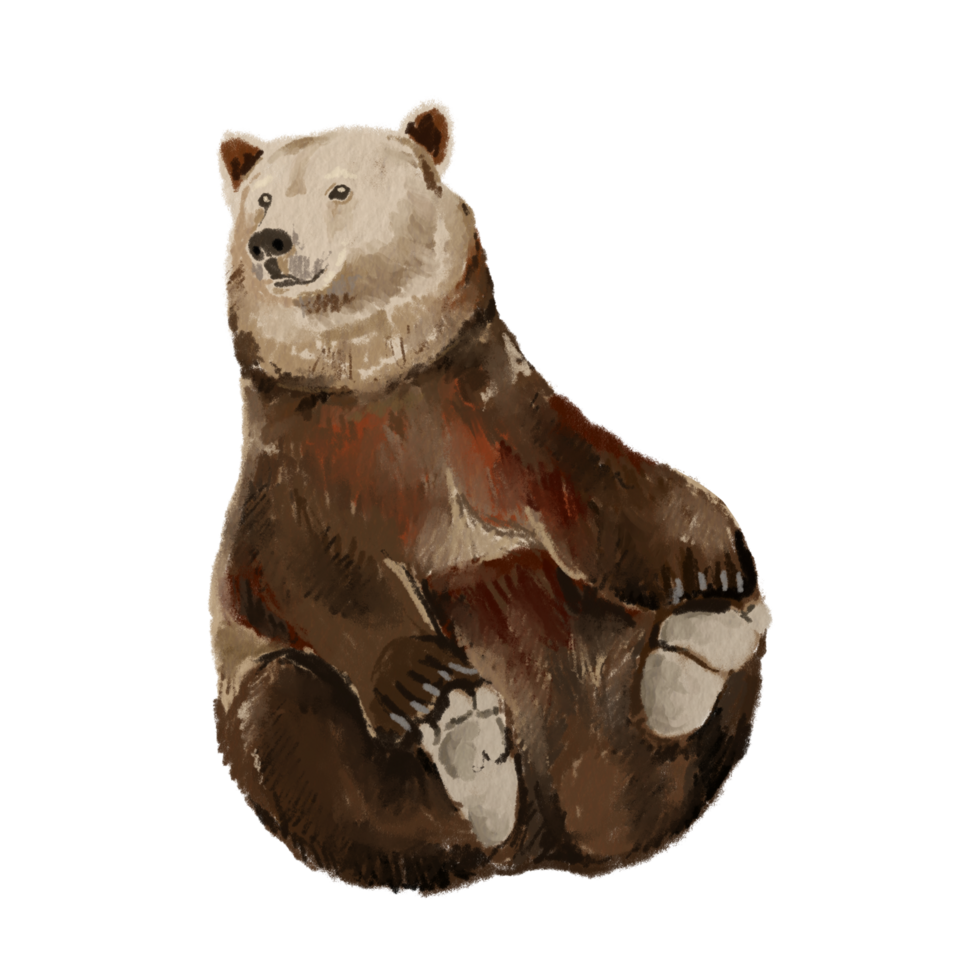 Brown bear sitting, relaxing png