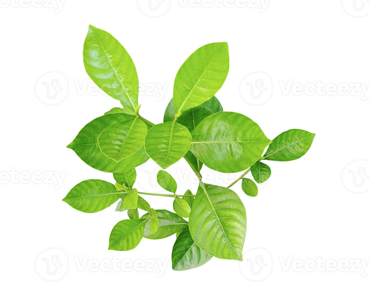 leaves of lemon tree on transparent background, Fresh green leaves of mint and basil, isolated on white, show the natural growth of these fragrant herbs png